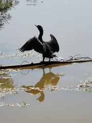 Nannopterum brasilianum