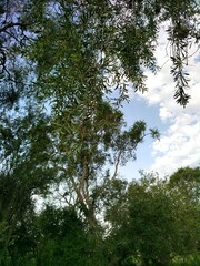Aspidosperma quebracho-blanco