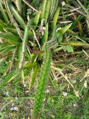 Praecereus euchlorus