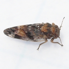 Pachypsylla