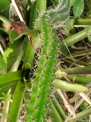 Praecereus euchlorus