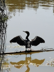 Nannopterum brasilianum