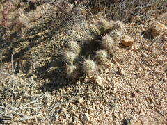 Echinocereus engelmannii fasciculatus