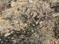 Cylindropuntia thurberi