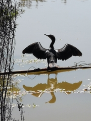 Nannopterum brasilianum