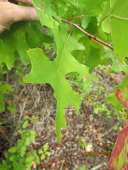 Quercus shumardii