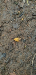 Merocroca automima