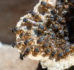 Scaptotrigona xanthotricha