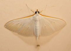 Palpita