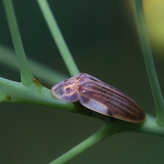 Aspisoma ignitum