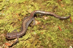 Plethodon sherando