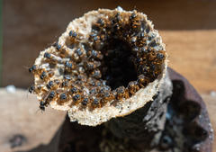 Scaptotrigona xanthotricha