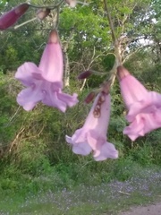 Tanaecium dichotomum