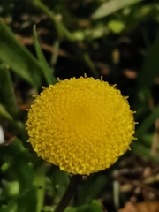 Cotula coronopifolia