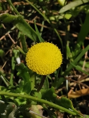 Cotula coronopifolia