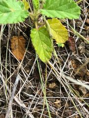 Hermannia althaeoides