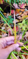 Carex lacustris