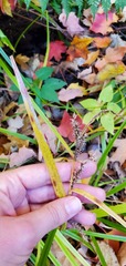 Carex lacustris