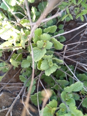Brickellia californica