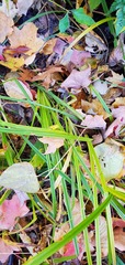 Carex lacustris