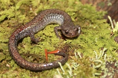 Plethodon sherando