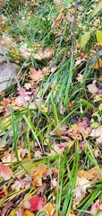 Carex lacustris