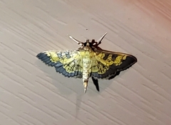 Diacme elealis
