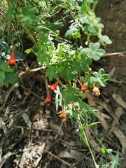 Tropaeolum tricolor