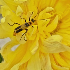 Chauliognathus omissus