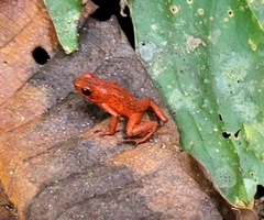 Oophaga pumilio