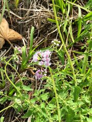 Eupatorieae