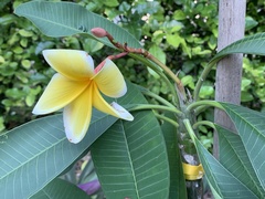 Plumeria