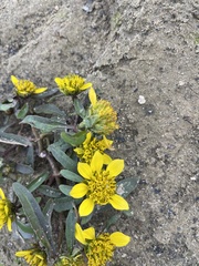 Bidens beckii