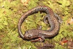 Plethodon sherando