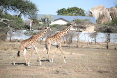 Giraffa camelopardalis tippelskirchi