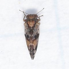 Pachypsylla