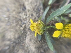 Bidens beckii