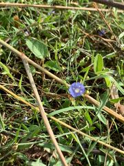 Evolvulus alsinoides