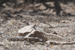 Dipsosaurus dorsalis