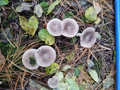 Cantharellula umbonata