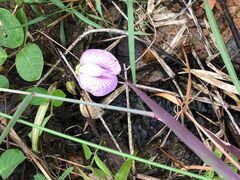 Centrosema pubescens