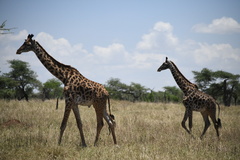 Giraffa camelopardalis tippelskirchi