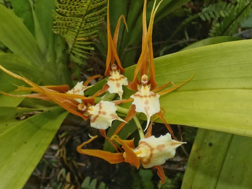 Image of Brassia Allenii (Brassia allenii) by (c) Kai Squires, some rights reserved (CC BY)