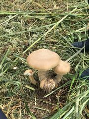 Macrocybe titans