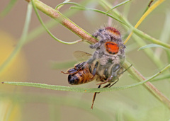Phidippus regius