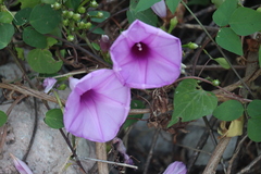 Ipomoea pedicellaris