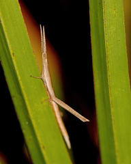 Achurum carinatum