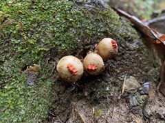 Calostoma ravenelii