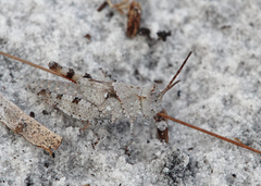 Spharagemon marmorata