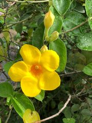 Allamanda